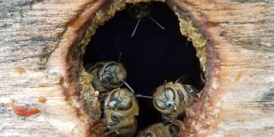 ما هي فوائد عسل الشدي البري ؟