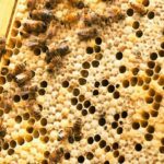 عسل العكبر التركي الأصلي , فوائده وكيف يستخدم